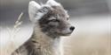 Close-up of an Arctic fox taken using a telephoto lens