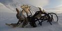 Reinsdyrsgevir i snøen, surret inn i stålvaier