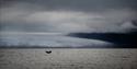 En hvalhale som stikker opp fra sjøoverflaten i en fjord med en isbre og lave skyer i bakgrunnen