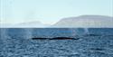 Tre hvaler som svømmer langs overflaten i en fjord med fjell og en klar blå himmel i bakgrunnen