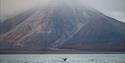 En hvalhale som stikker opp fra sjøoverflaten i en fjord med et stort fjell i bakgrunnen