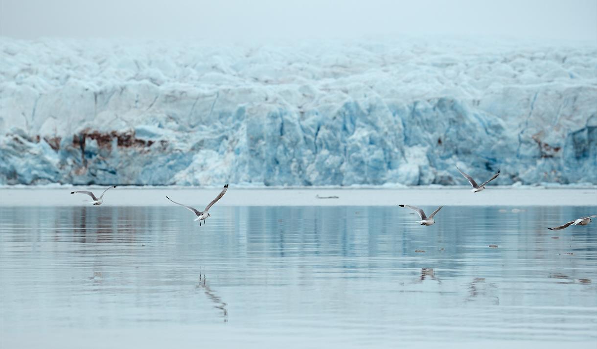 Sjøfugler som flyr over en fjord med en isbre i bakgrunnen