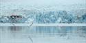Sjøfugler som flyr over en fjord med en isbre i bakgrunnen