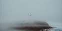 En sjøfugl som flyr over en fjord med et tåkelagt fjell og en isbre i bakgrunnen