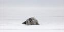 A seal laying on snow-covered sea ice