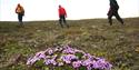 A cluster of flowers on tundra in the foreground with a guide and two guests hiking in the background
