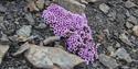 A cluster of pink flowers in a rocky field