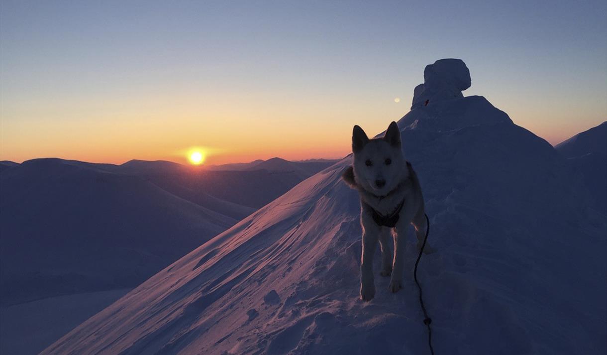 En hund på en snødekt fjellrygg med fjelltoppen Trollsteinen og en solnedgang i bakgrunnen