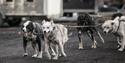 Four sleddogs attached and harnessed, eager to start running
