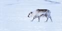 Et Svalbardreinsdyr som går alene gjennom et snødekt landskap