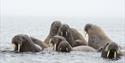 En flokk med hvalrosser som holder seg samlet i sjøen