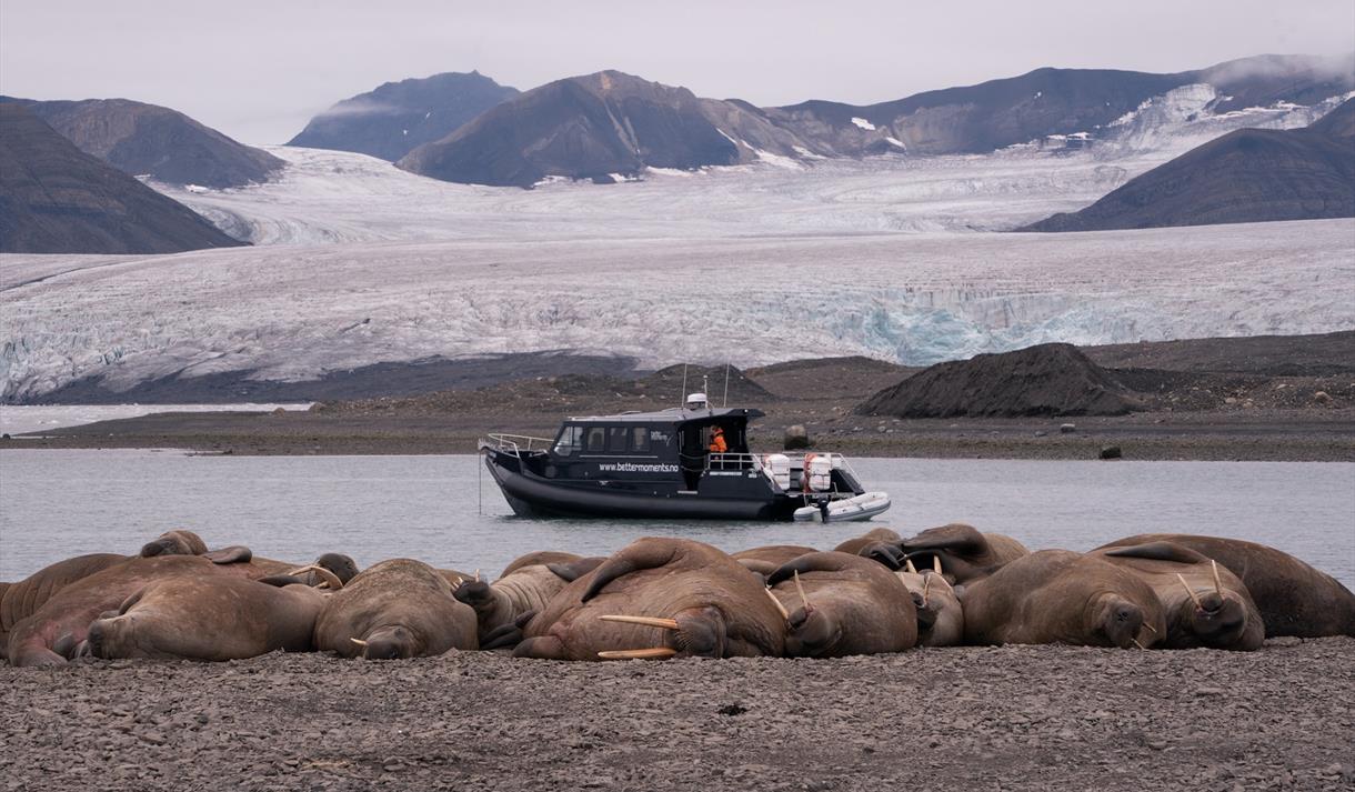 A walrus colony in the foreground with a boat floating in a bay and mountains in between a glacier in the background