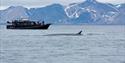 En hval i forgrunnen som svømmer ved overflaten forbi en båt i bakgrunnen med gjester om bord som tar bilder av hvalen