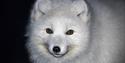 Close up of a polar fox in wintercoat looking in to the camera