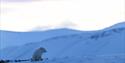Polarrev sitter på snøen i blåtimen