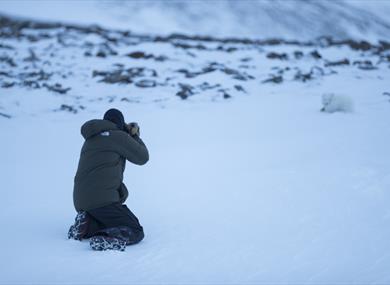 Person photographing a polar fox laying in the snow 