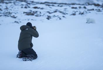 Person photographing a polar fox laying in the snow