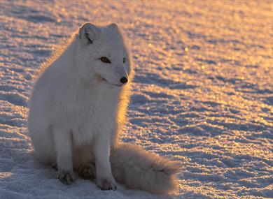 Arctic fox in winter fur, sitting on the snow in sunlight