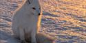 Polarrev i vinterpels, sitter på snøen i solskinn