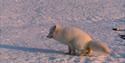 Polarrev i vinterpels sitter på huk på snøen