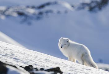 Arctic fox - wildlife & nature photo exploring, with max 3 participants - See & Explore