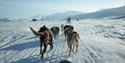 Team of sled-dogs