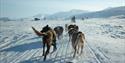 Team of sled-dogs on  their way back to the dogyard, seen in the background