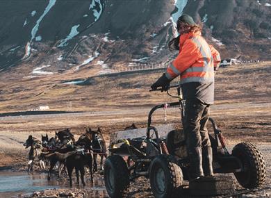 A guide standing on a dog wagon while the dogs are cooling down in a puddle of water