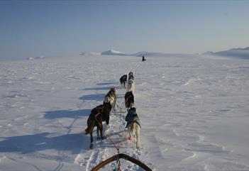 Sled dogs running in front of a sled