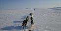 Sled dogs running in front of a sled