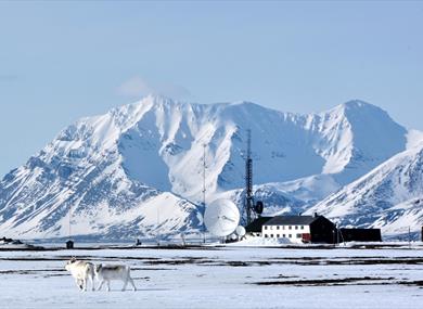 Two Svalbard reindeer walking past in the foreground with Isfjord Radio and snow-covered mountains in the background. 