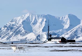 To Svalbardreinsdyr som vandrer forbi i forgrunnen med Isfjord Radio og snødekte fjellmassiv i bakgrunnen.