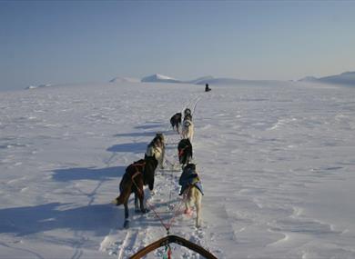 Dogteam in an open snowcovered landscape 