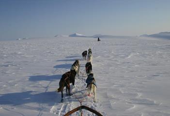 Dogteam in an open snowcovered landscape