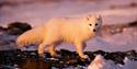 Polar Fox standing in a snow covered landscape