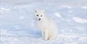 A polar fox in its white winter fur sitting still on a piece of snowy ground.