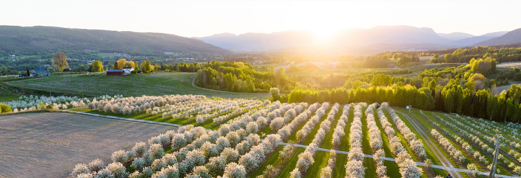 flowering fruit trees in the spring in the fruit village