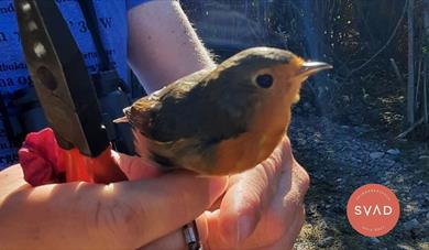 Birdwatching at Jomfruland