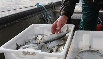 Fishing in Nisser, Nissedal, Telemark 