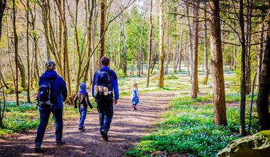 På tur mot Bøkeskogen, hvitveisen blomstrer