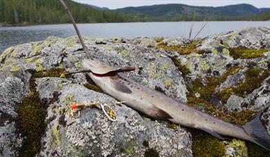 Fishing in Lake Mosvatn and Bessevatn