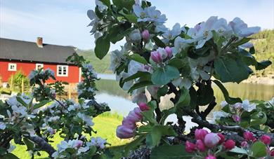 apple blossom at Fyrismoen - Kilegrend in Fyresdal