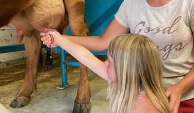 Cow milking - farm experience