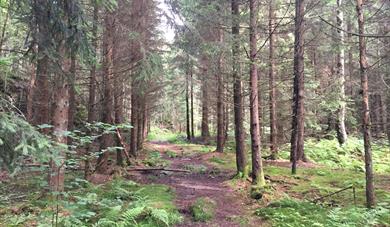 Path through the wood at Sandøya in Porsgrunn