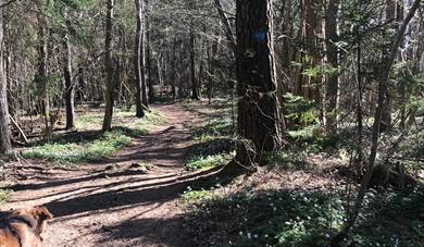 Hiking: Grasmyr - Rognsåsen