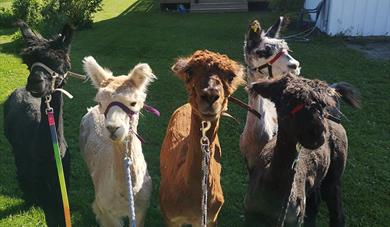 flock with Alpaca on Svenseid Alpaca