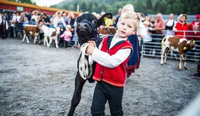 Gutt med kalv på Dyrsku'n
