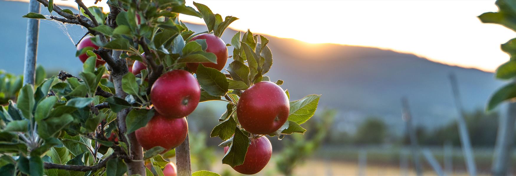 apples on the tree in the fruit farm in Telemark