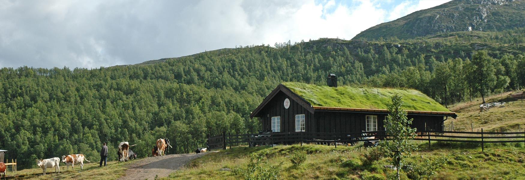 mountain farm with cows in Seljord