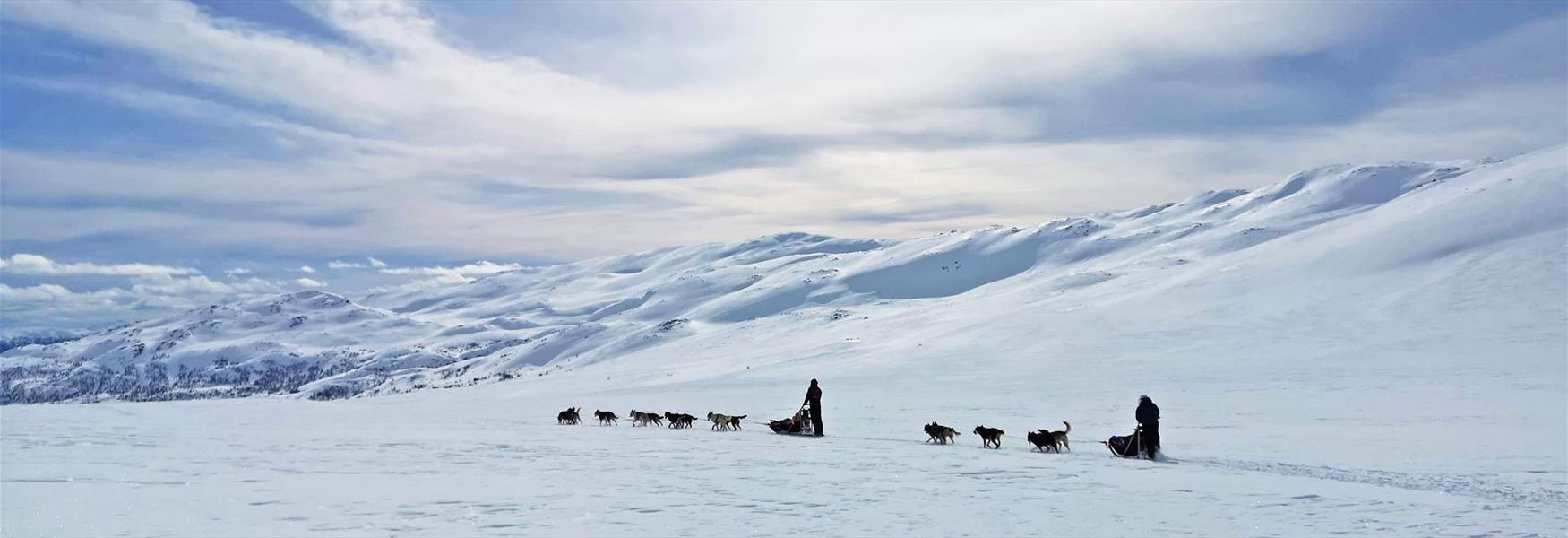 dog sledding with Telemark Husky Tour